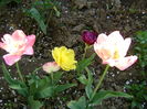 DSC02525