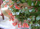 DSC02549 kalanchoe