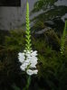 Physostegia virginiana Alba ('15,Jul.05)