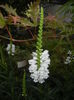 Physostegia virginiana Alba ('15,Jul.05)