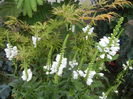Physostegia virginiana Alba ('15,Jul.10)