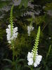 Physostegia virginiana Alba ('15,Jul.10)