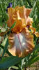 Etohed Apricot