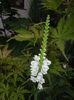 Physostegia virginiana Alba ('15,Jul.10)