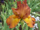 Indian Caper