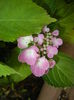 Hydrangea macrophylla (2015, July 01)