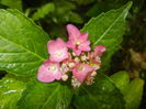 Hydrangea macrophylla (2015, July 10)