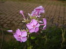 Phlox paniculata Pink (2015, Jul.05)