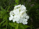 Phlox paniculata White (2015, Jul.10)