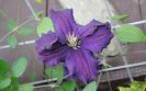 4 mai, clematis Rasputin