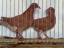 galbeni unicolor 60 lei perechea,din perechea 5