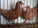 galbeni unicolor 60 lei perechea,din perechea 2