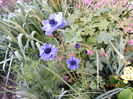 Anemone Coronaria