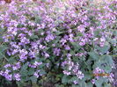 Lunaria