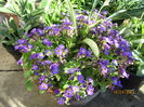 Aubrieta