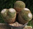 Mammillaria crucigera - achizitionat
