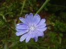 Cichorium intybus (2015, July 10)