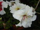 Petunia (2015, July 03)