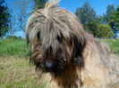 ciobanesc de brie briard
