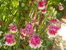 Petticoat Pink