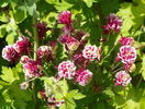 Winky Double Red & White