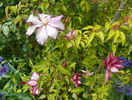 Betty Risdon