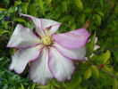 Betty Risdon