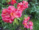 azalea Juanita