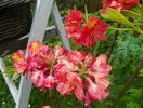 azalea Juanita