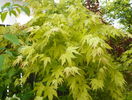 acer palm, Orange Dream