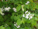 viburnum plicatum Lanarth