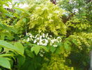viburnum plicatum Lanarth si acer Orange Dream
