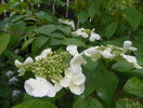 viburnum plicatum Lanarth