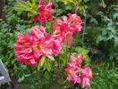 azalea Juanita