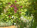 aquilegia Petticoat Pink