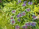 centaurea montana