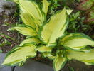 hosta albopicta