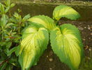 hosta Warpaint