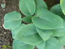 hosta Halcyon