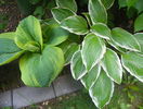hosta Frances Williams si Crispula