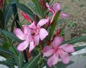 noi flori (5)