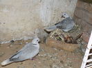 DSCN0133