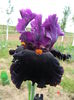 Black magic woman