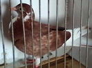 meulemans,din perechea 2
