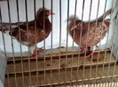 meulemans,stanga din perechea 6,dreapta perechea 1