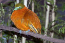 ptilinopus victor