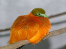 ptilinopus victor