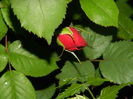 DSCN7611