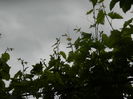 DSCN7615