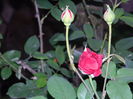 DSCN7618